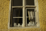 Cats in the Window