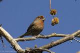 House Finch