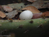 Tiny Egg