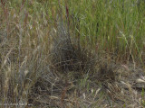 Native Grass