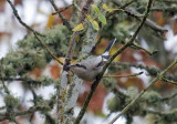 Northern Shrike