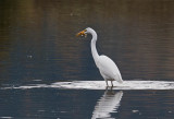 Great Egret
