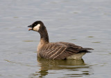Ridgways Cackling Goose