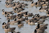 Ridgways Cackling Goose