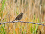 Lincolns Sparrow