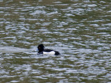 Tufted Duck