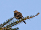 Northern Mockingbird