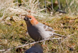 Pine Grosbeak