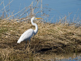Great Egret