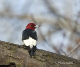 Pic  tte rouge, Rede-headed Woodpecker
