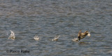 Grbe  bec bigarr, Pied-billed Grebe