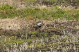 Lapwing_Northern HS8_0349.jpg