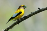 Grosbeak_Evening HS8_2471.jpg