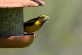 Grosbeak_Evening HS8_2491.jpg