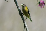 Grosbeak_Evening HS8_2577.jpg