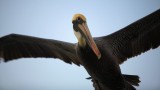 Pelican hovering in the night breeze above the  Dania Beach Pier, FL