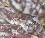 Kramsvogel