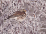 Kramsvogel