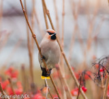 Pestvogel