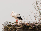 Ooievaars : man zittend ,vrouw staand