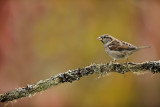 Moineau domestique (House Sparrow)