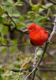 Tangara vermillion (Piranga Rubra)