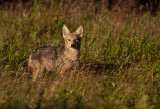 Coyote