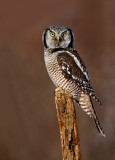 Chouette pervire (Northern Hawk Owl)