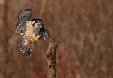 Chouette pervire (Northern Hawk Owl)
