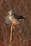 Chouette pervire (Northern Hawk Owl)