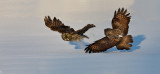 Chouette lapone (Great Gray Owl)