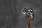 Chouette lapone (Great Gray Owl)