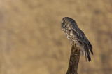 Chouette lapone (Great Gray Owl)