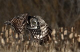 Chouette lapone (Great Gray Owl)