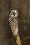 Chouette lapone (Great Gray Owl)