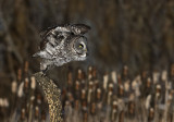 Chouette lapone (Great Gray Owl)