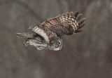 Chouette lapone (Great Gray Owl)