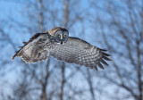 Chouette lapone (Great Gray Owl)