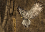 Chouette lapone (Great Gray Owl)