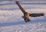 Chouette lapone (Great Gray Owl)