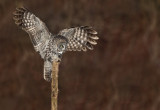 Chouette lapone (Great Gray Owl)