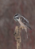 Chouette pervire (Northern Hawk Owl)