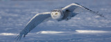 Harfang des neiges (snowy Owl)