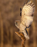 Chouette lapone (Great Gray Owl)