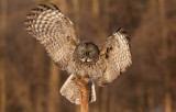 Chouette lapone (Great Gray Owl)