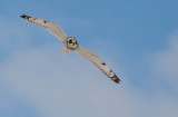 Hibou des marais (Short-eared Owl)