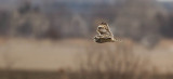 Hibou des marais (Short-eared Owl)