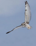 Hibou des marais(Short-eared Owl)