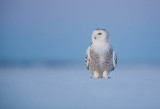 Harfang des neiges (Snowy Owl)