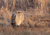 Hibou des marais (Short-eared Owl)